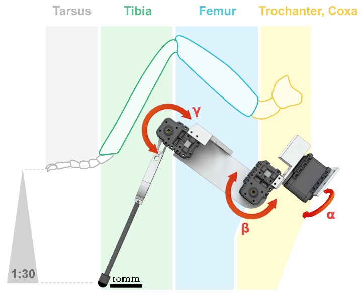 Correspondance entre les segments de la patte de fourmi et les trois articulations de Pohod15Leg