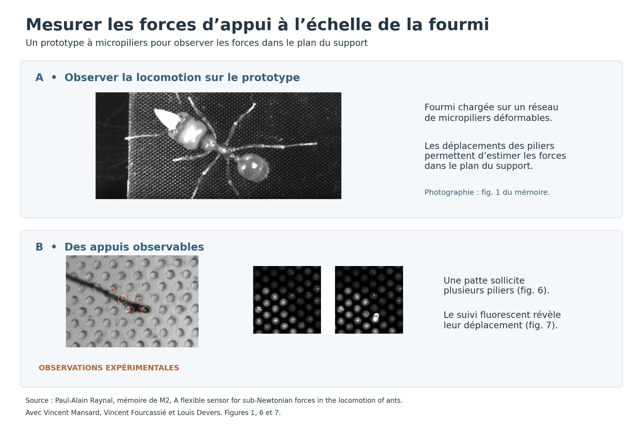 Deux cadres : fourmi sur le prototype à micropiliers, puis appuis et suivi fluorescent